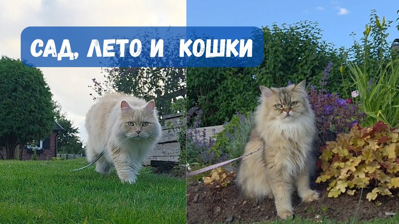 Мой летний сад 2025: кошки всегда рядом 🐈🐈‍⬛🌳🌲