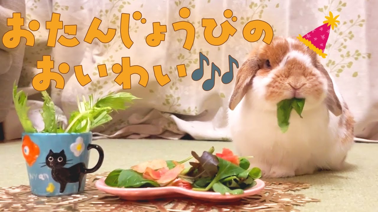 ハッピーバースデー、うたちゃん！！【垂れ耳うさぎのまったりチャンネル】