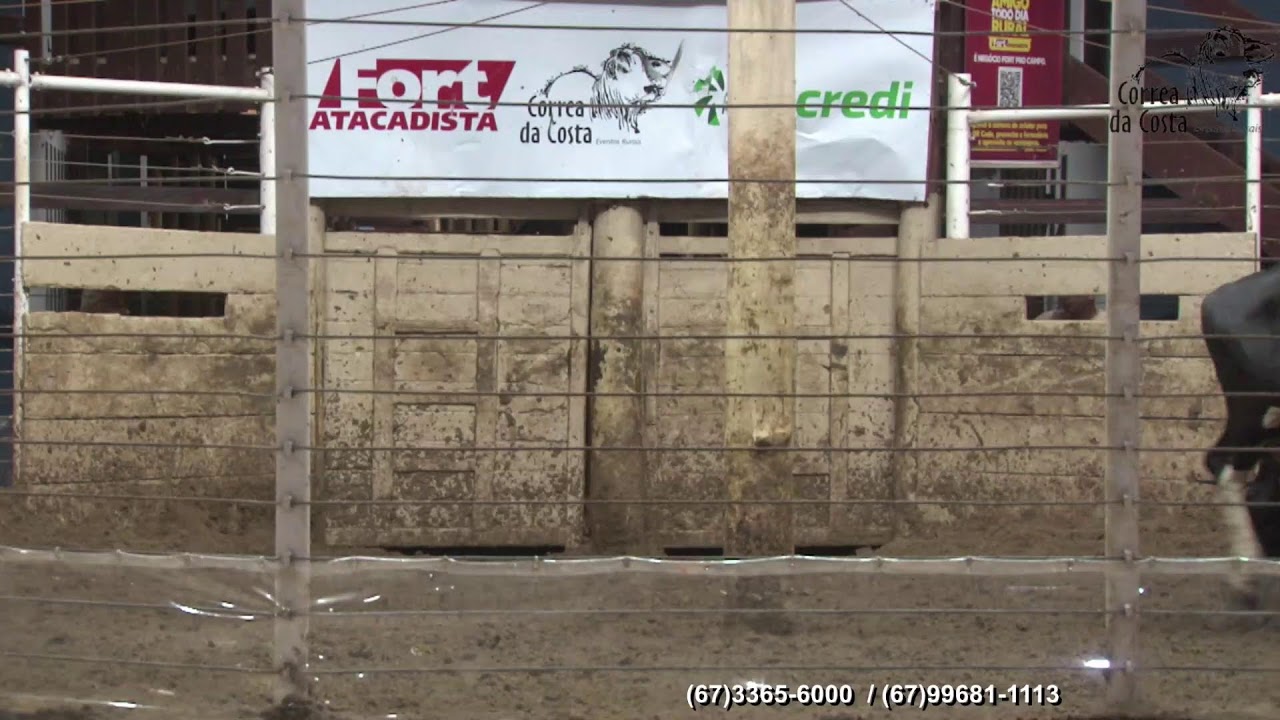 4754º LEILÃO FÊMEAS CORREA DA COSTA