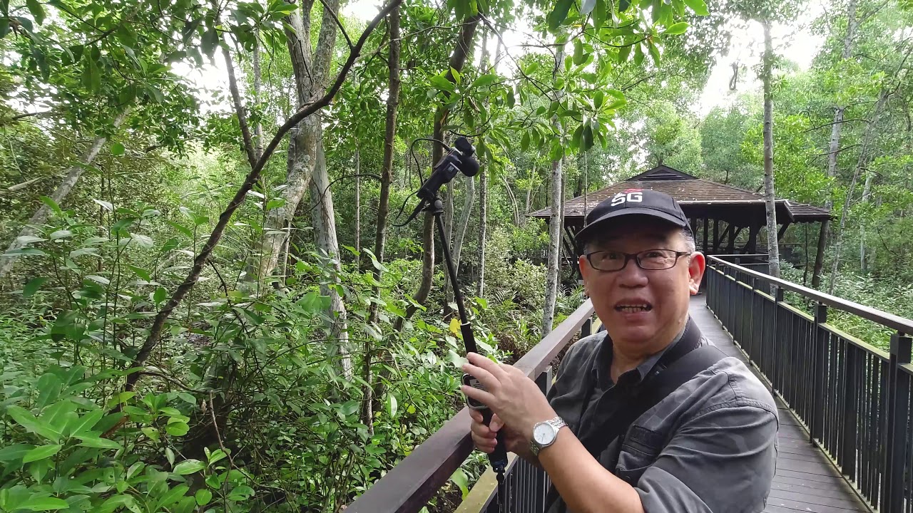 Birding in Singapore - Copper throated Sunbird
