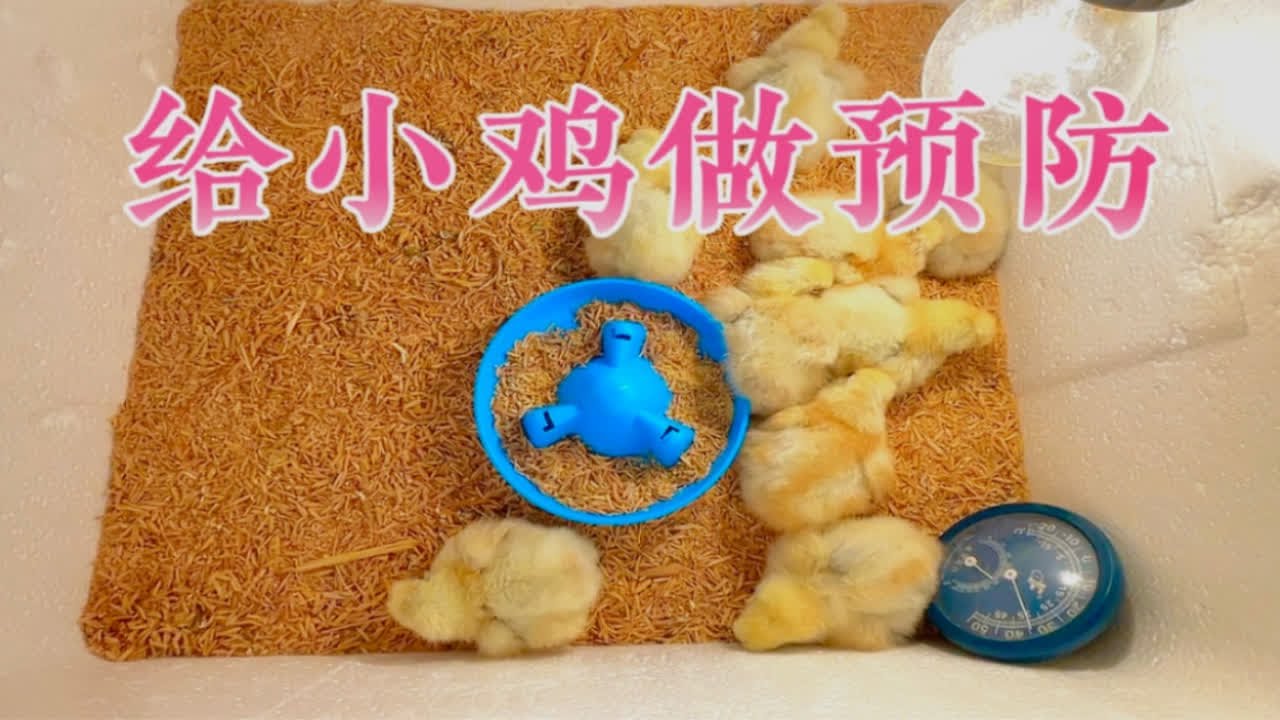 出壳小鸡该怎么养，可以试试这个方法