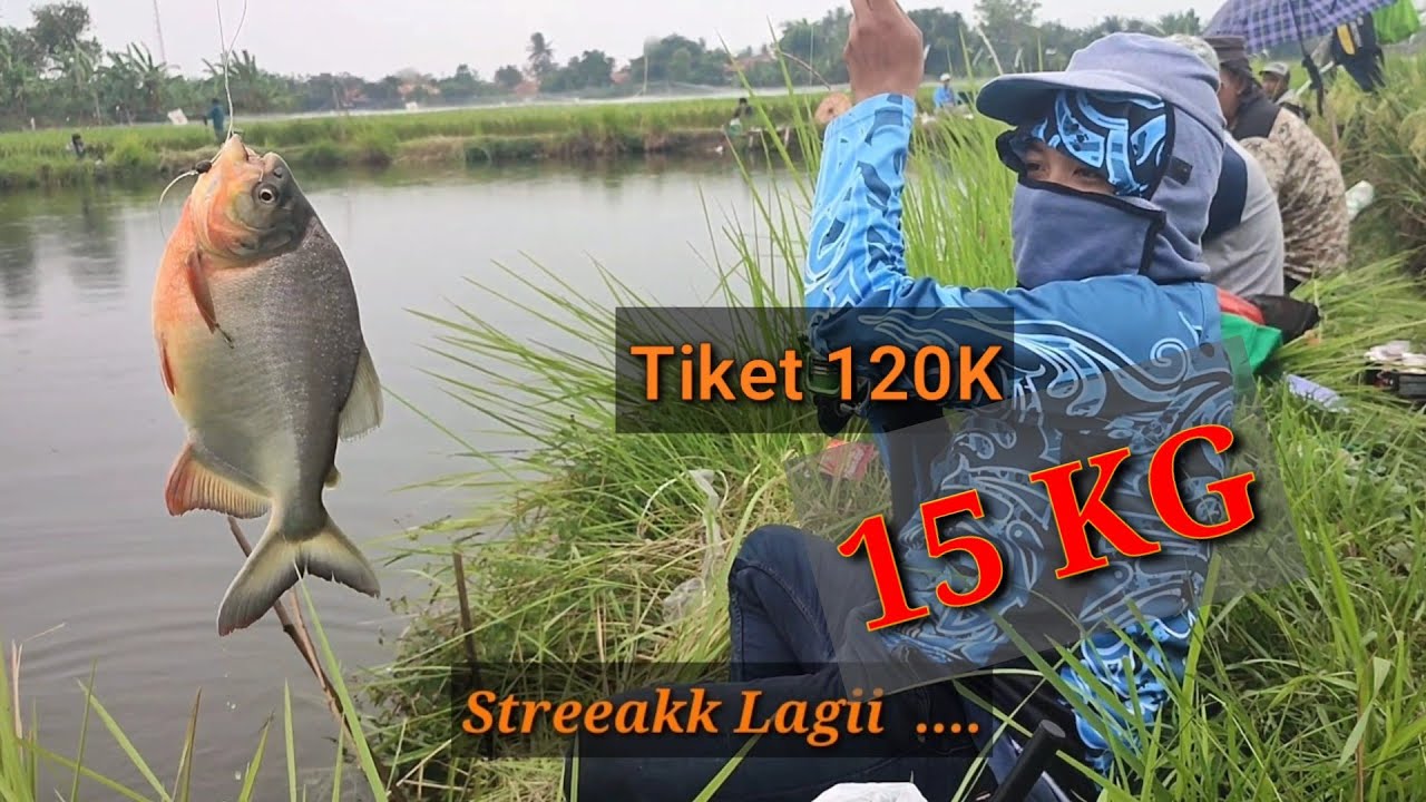 MANCING BORONGAN BAWAL PATIN DI TEGAL DANAS CIKARANG BEKASI
