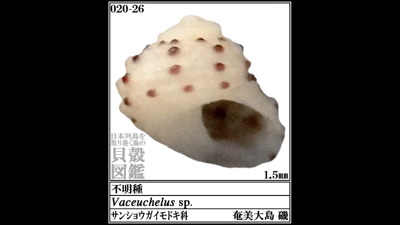 「写真集 日本列島を取り巻く海の貝殻図鑑」よりサンショウガイモドキ科（の一部）