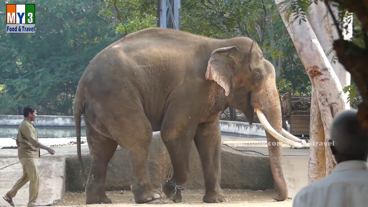Zoo Park Tirupathi | Tirupati Zoo Food And Travel Tv