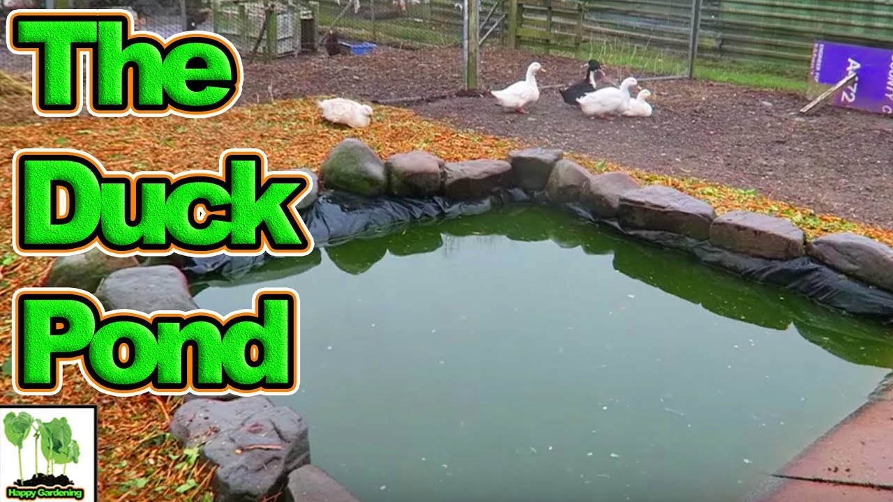 Duck Pond and Rat Irradication!