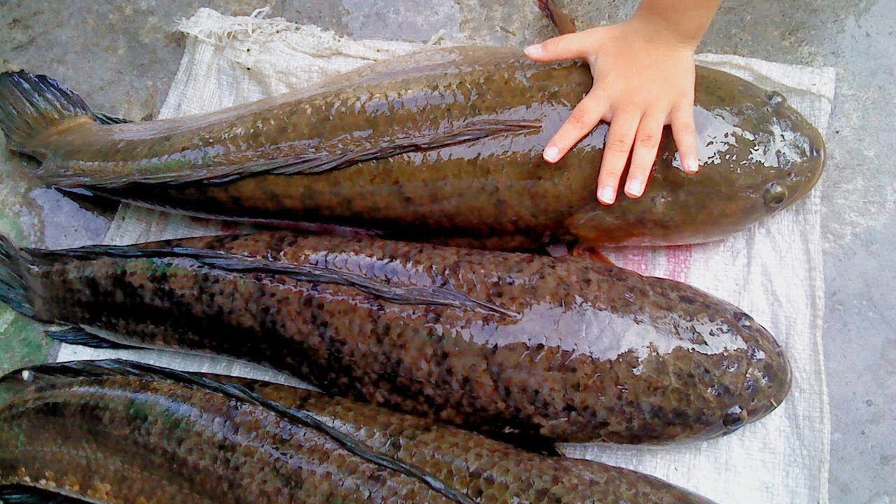 CARA BUDIDAYA IKAN GABUS DI KOLAM BETON