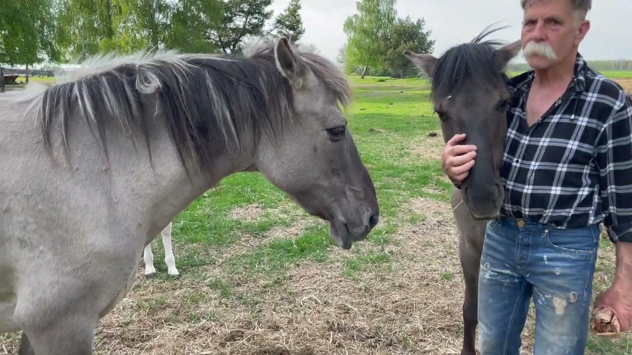 Ogier Hel w Tabunie koniaka Polskiego