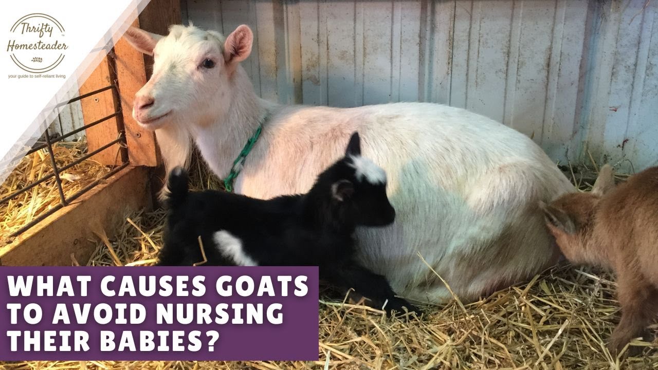 Why won't Mama let the baby goat nurse?