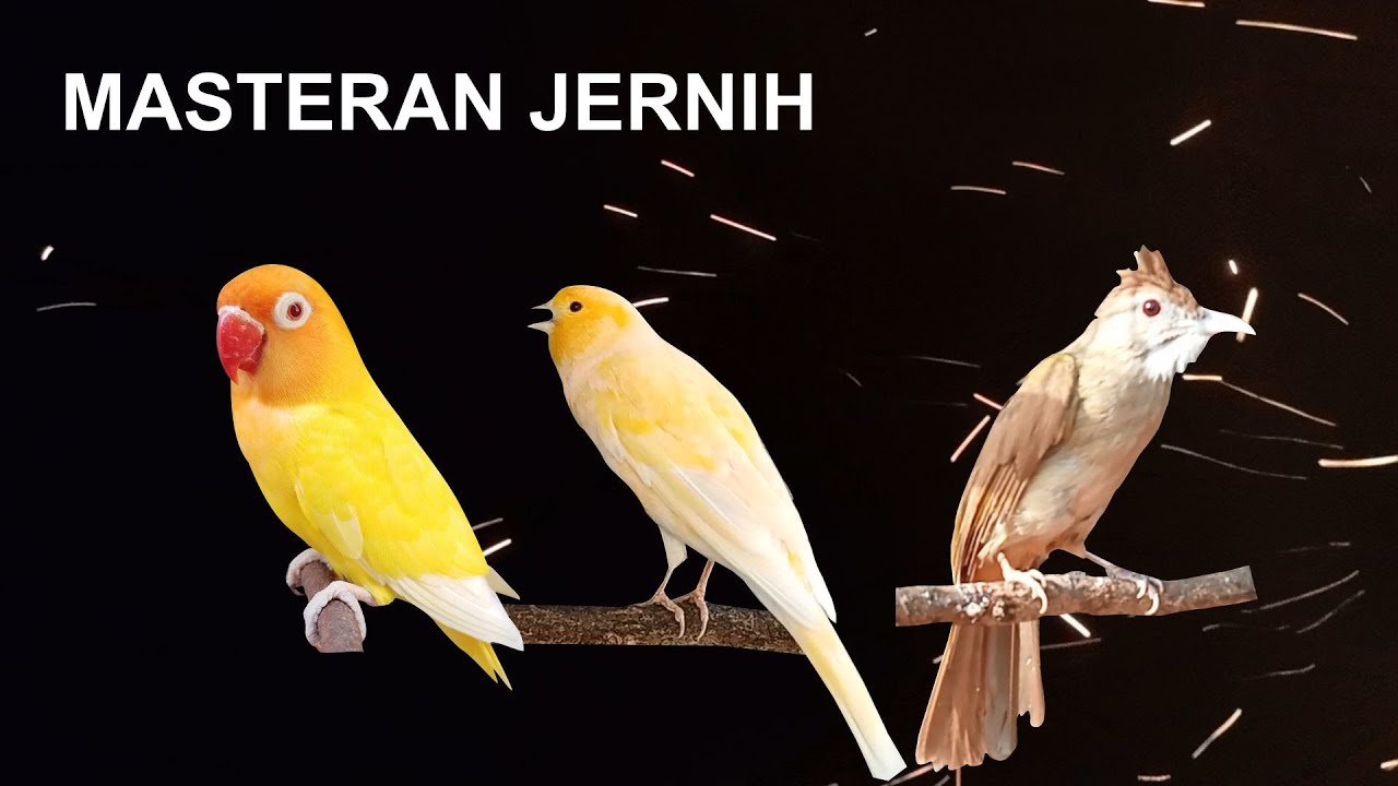 LoveBirds VS KENARI VS KAPAS TEMBAK. Masteran jernih dan mudah ditiru oleh burung lain.