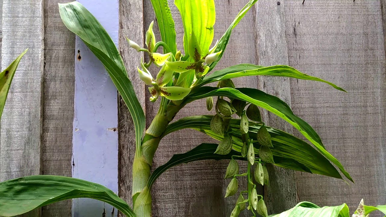 Cultivo do Cycnoches em pet e os resultados