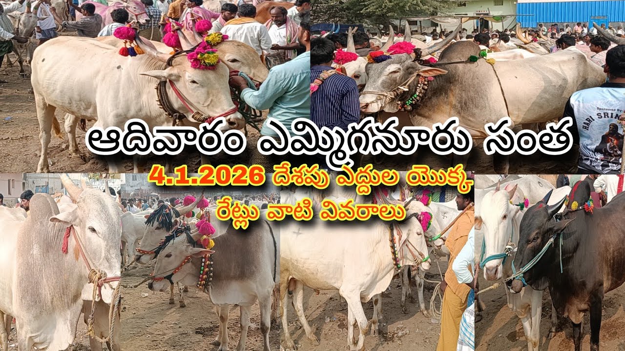 ఎమ్మిగనూరు సంతలో కిలారి కోడెలకు పలికిన రేట్లు #yemmiganur #yemmiganurbullmarket #bull's video's 