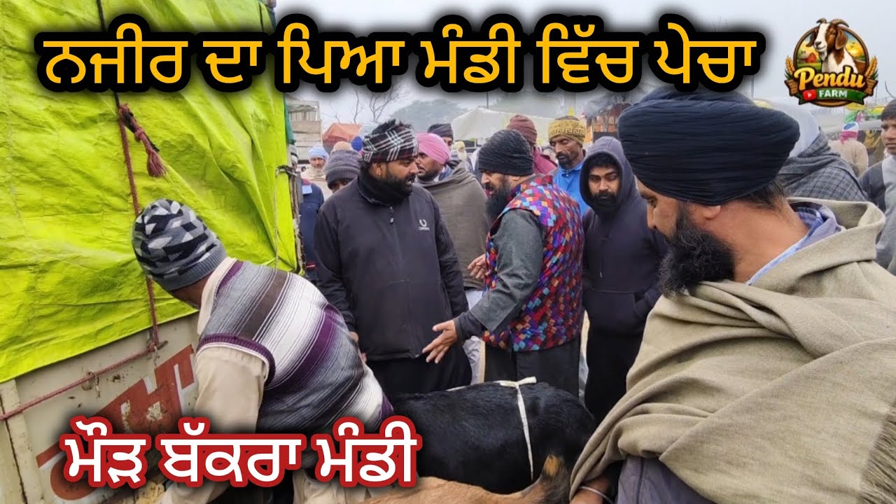 ਨਜ਼ੀਰ ਦਾ ਪਿਆ ਮੰਡੀ ਵਿੱਚ ਪੇਚਾ Maur Bakra Mandi #goatfarming #rajudirba #live_sauda #najir #farming 