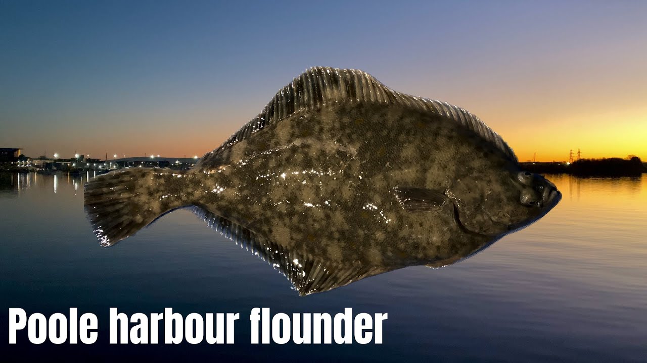 Beach Fishing - Poole Harbour - Flounder - 2/2