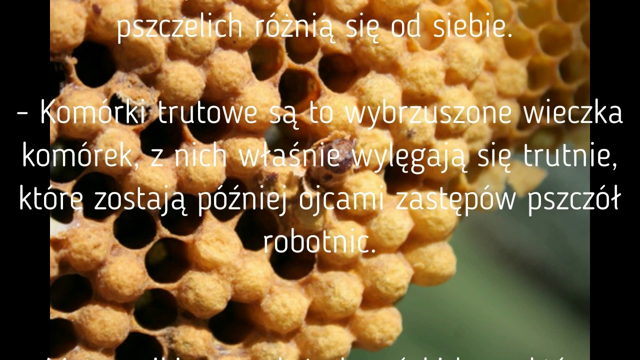 Rodzaje czerwia