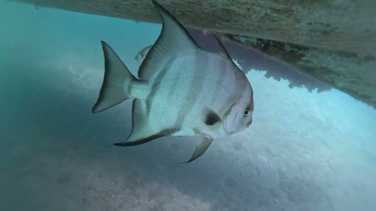My angelfish bottom cleaning friends