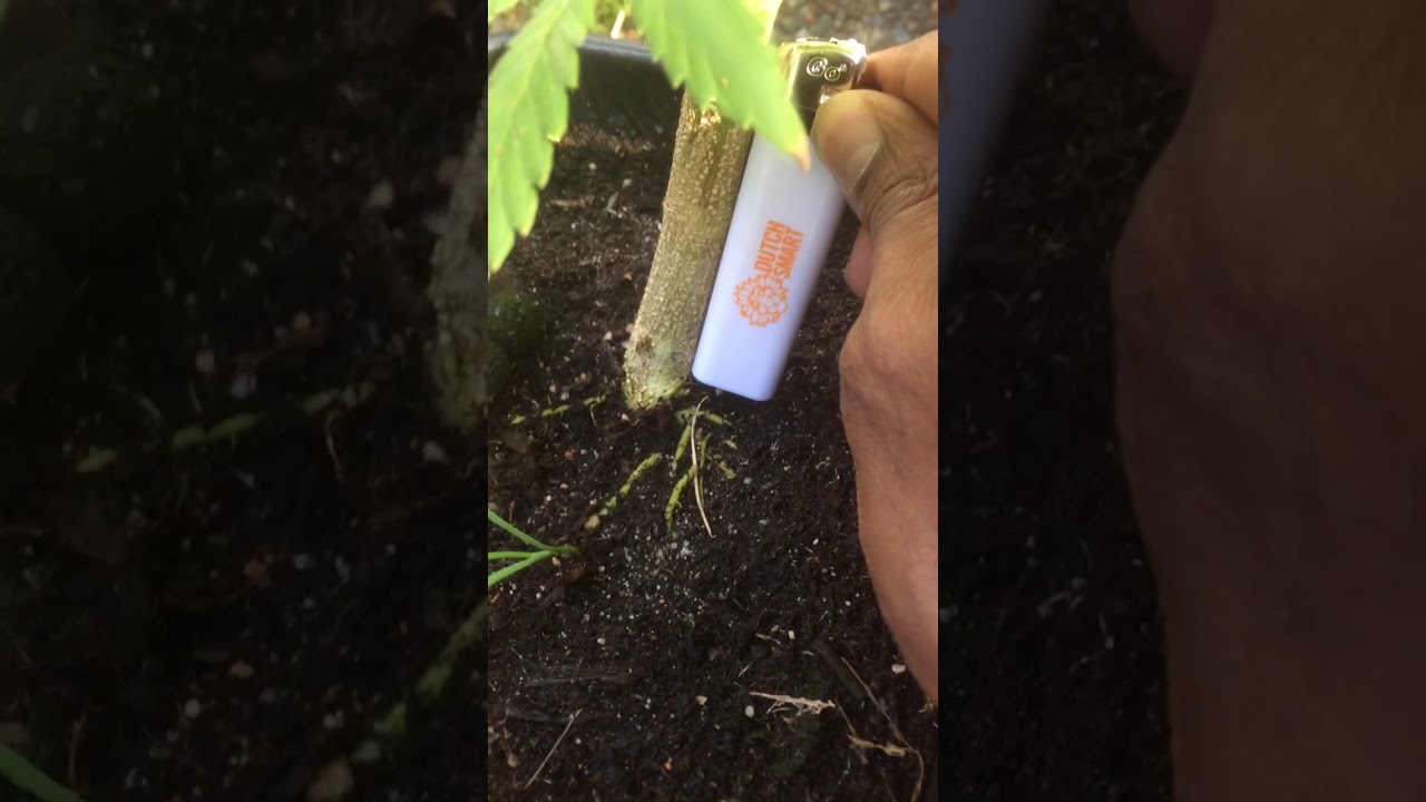 Rudelaris Indica stem(sensi seeds)
