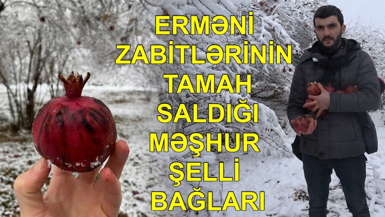 Erməni zabitlərinin tamah saldığı Şelli kəndi- Nar bağları, istixanalar, əkin sahələri