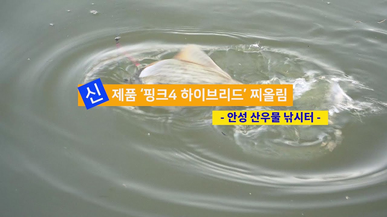[양어장] 68.신제품 핑크4 하이브리드 찌올림 - 안성 산우물낚시터(2023.11.12)