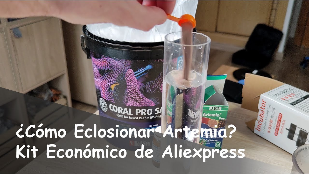 Pasos para Eclosionar ARTEMIA SALINA correctamente: Análisis de un KIT BÁSICO de ALIEXPRESS