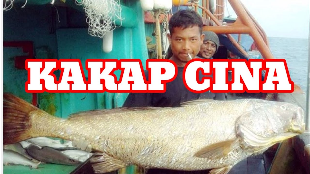 ANGKUI KE SAMBET DI JARING || KAKAP CINA || ARAFURA SEA