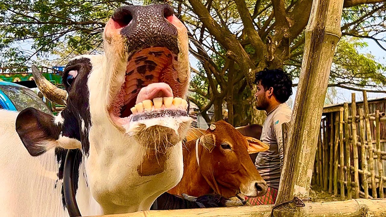 Cow unloading, cow videos, cow video, animal, big cow, goru hamba cow, Ep- 38