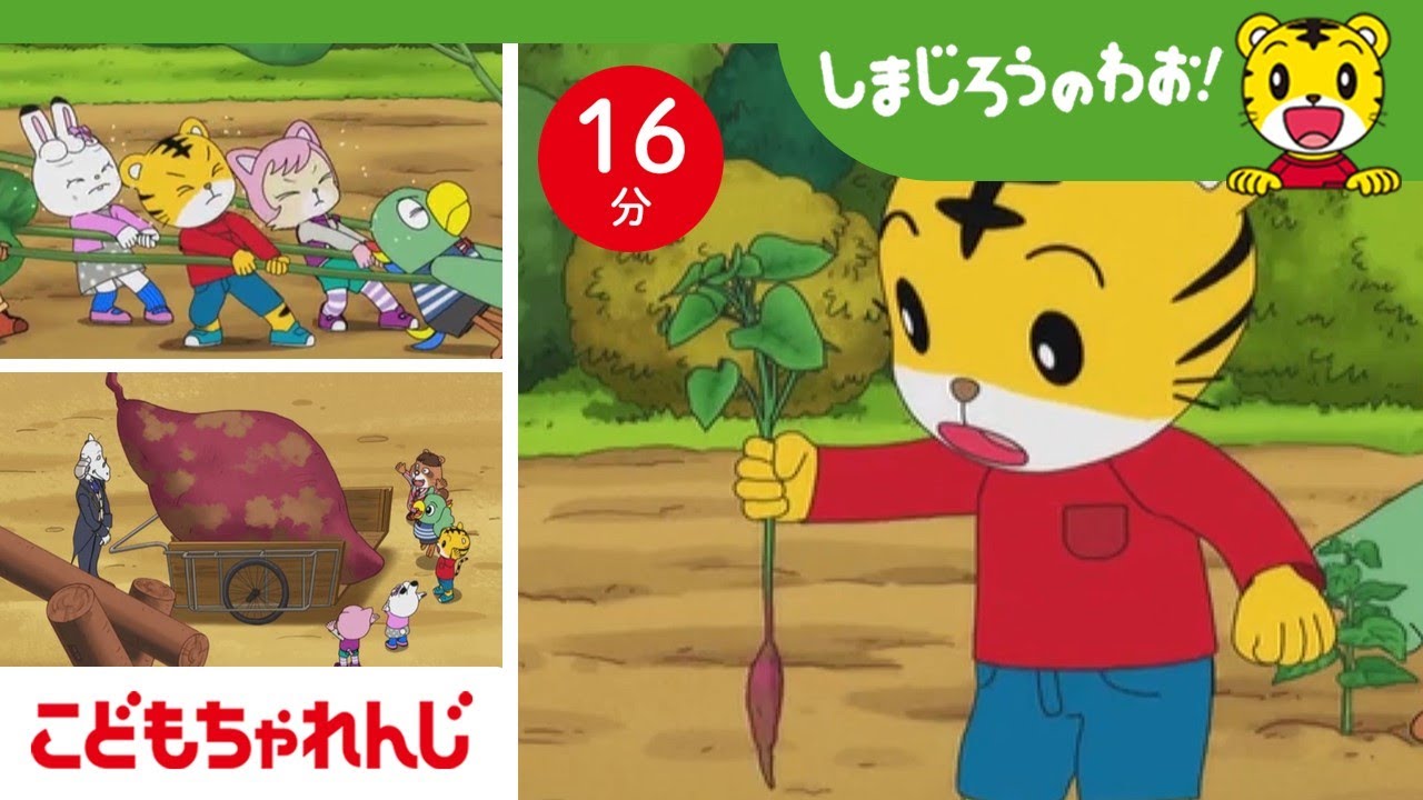 【16分アニメ】力を合わせて！おおきなお芋、みんなで掘ろう！│お芋ほり│しまじろうのわお！アニメ│しまじろうチャンネル公式
