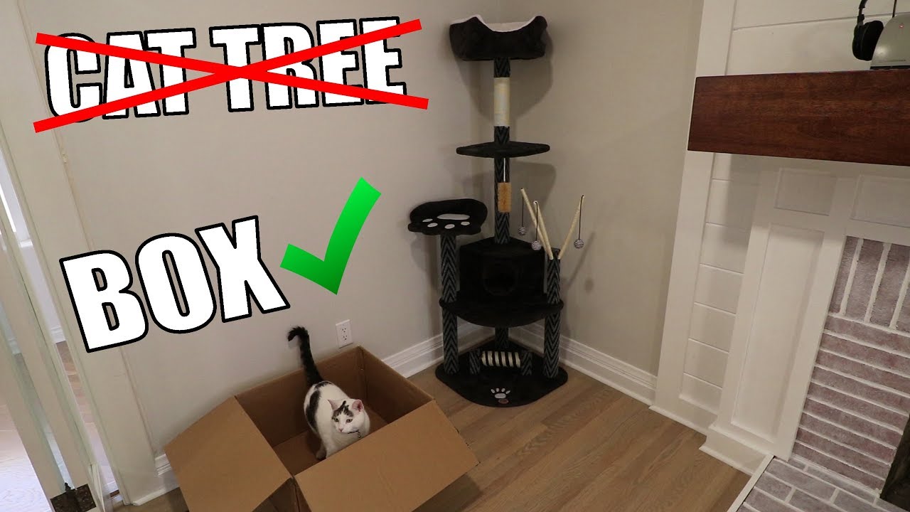 my cat fell off his new cat tree