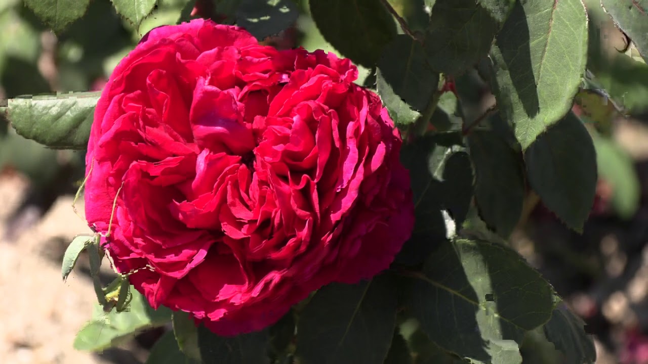 роза 4-х ветров, питомник роз полины козловой, rozarium.biz. Rose des 4 Vents, бордюрные розы