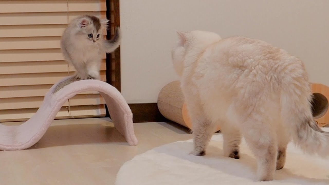 Котенок слишком смелый и прыгает на папу-кота, чтобы спасти своих братьев и сестер...