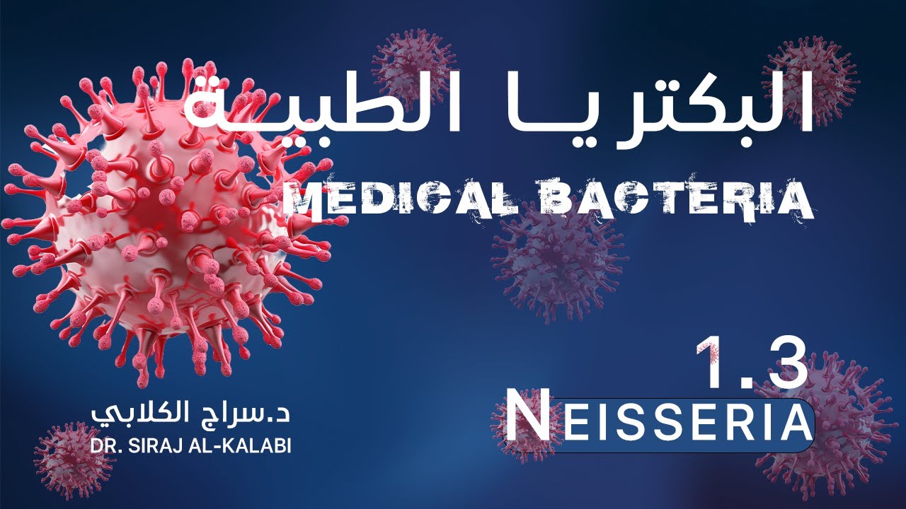 التحليلات \ المادة الوزارية ( البكتريا الطبية ) \  المحاضرة الأولى \ Neisseria / 2024 / الجزء الاول