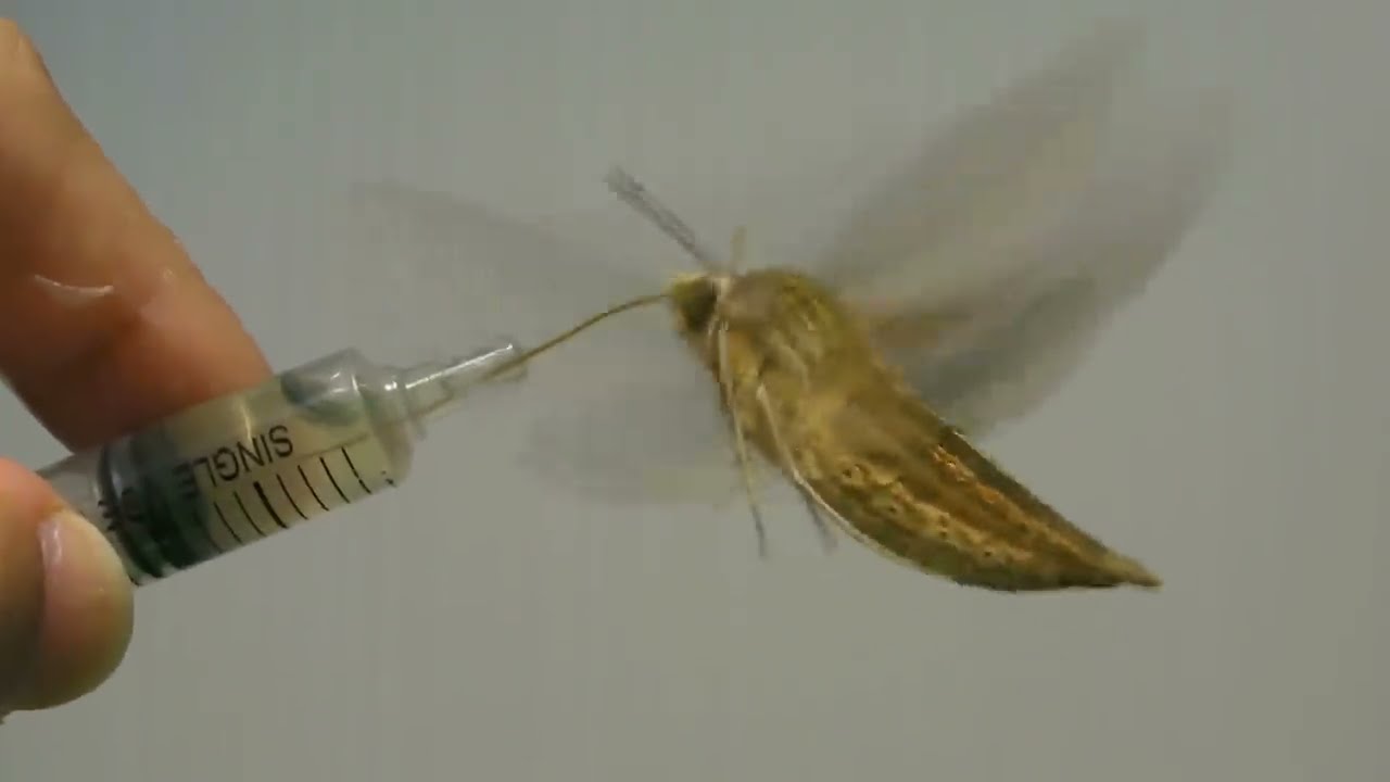 セスジスズメたんのホバリングｇｂｇｂ