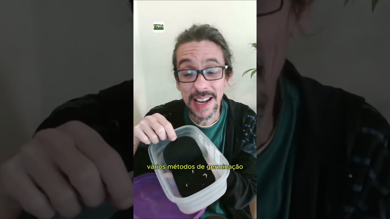 Germinando semente de GANJA! Aula completa sobre isso hoje, &agrave;s 19h! Cola que AO VIVO!