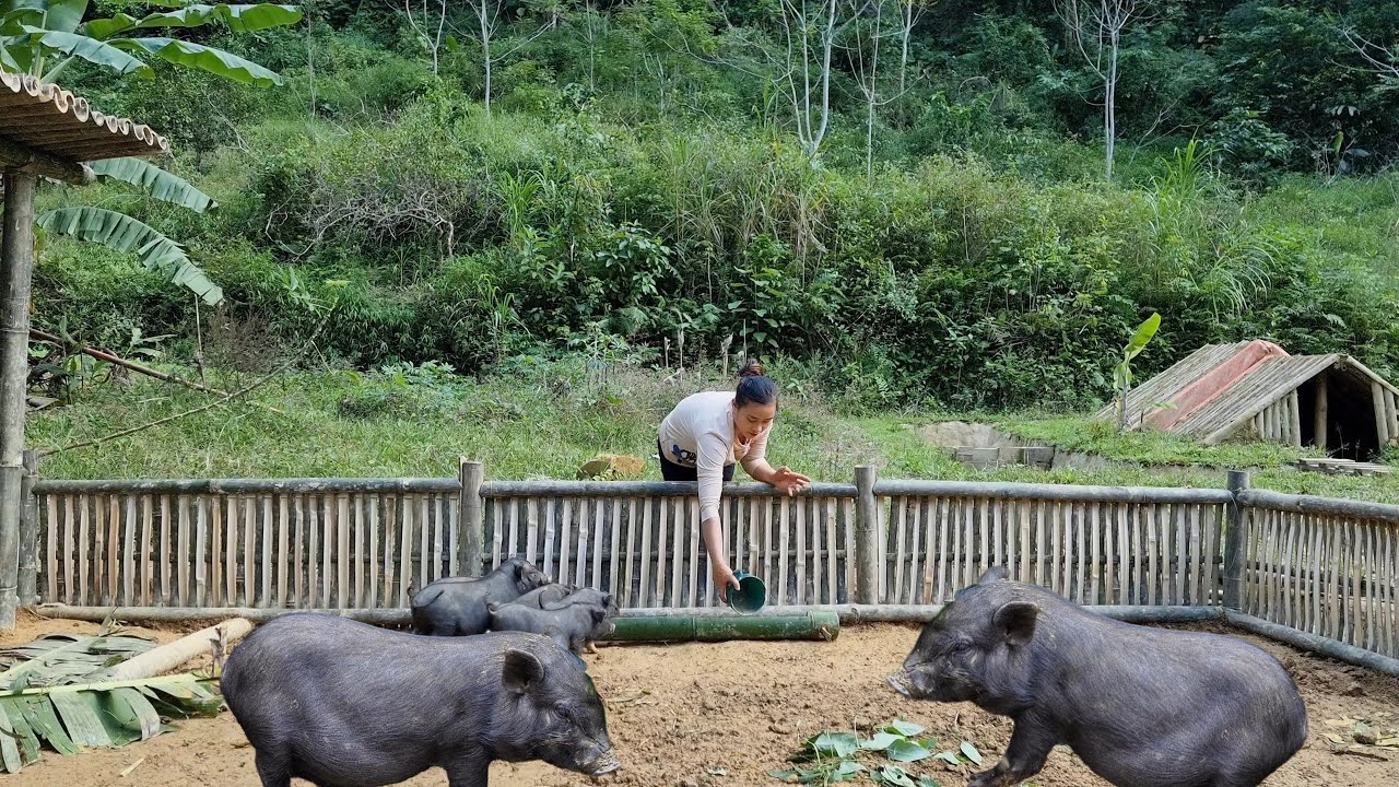 Building A Garden. Processing Food For Pigs & Ducks - Daily Life | Ly Mai Ca