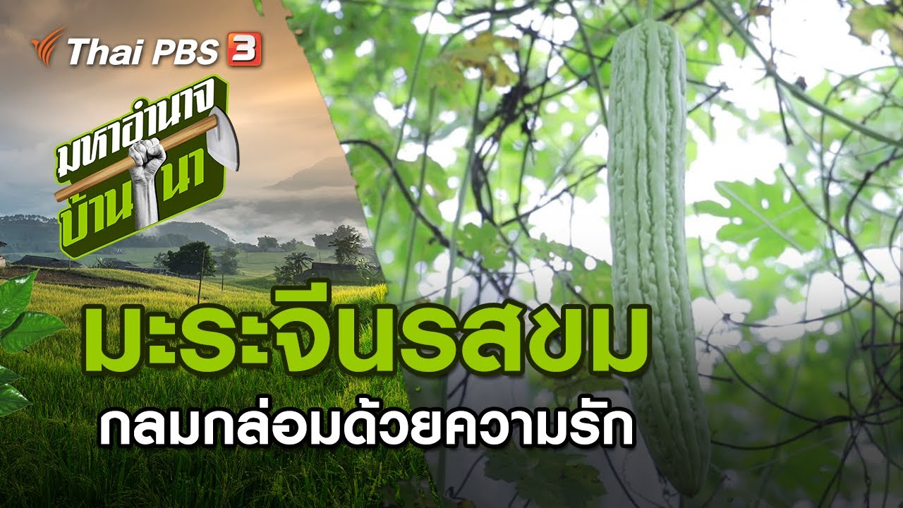มะระจีนรสขม กลมกล่อมด้วยความรัก : มหาอำนาจบ้านนา (18 ต.ค. 63)