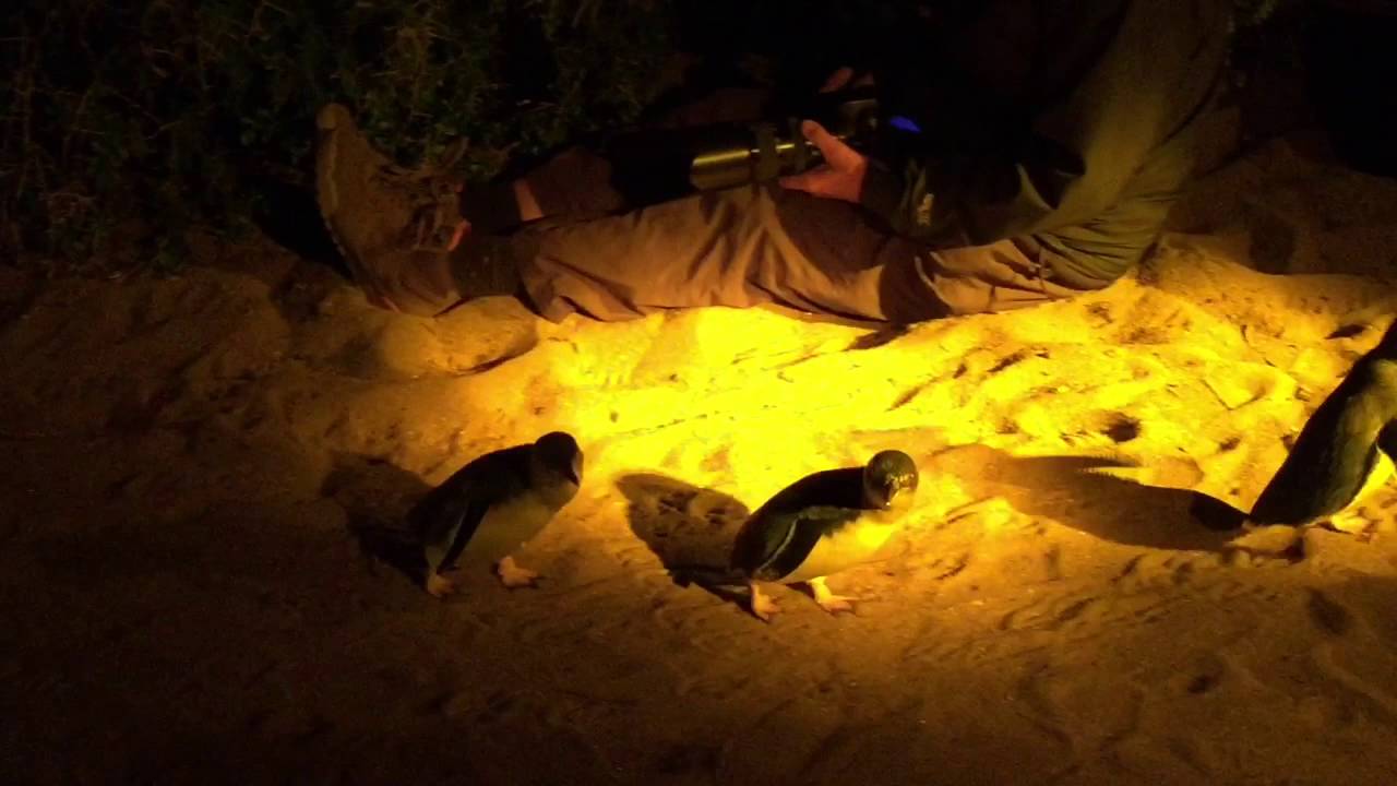Fairy Penguins