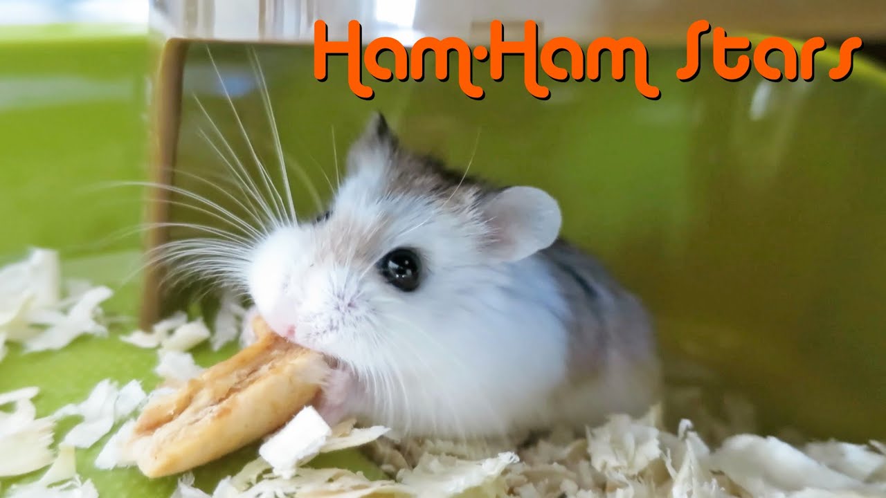 HAMSTER STARS - Meet HAMMY!