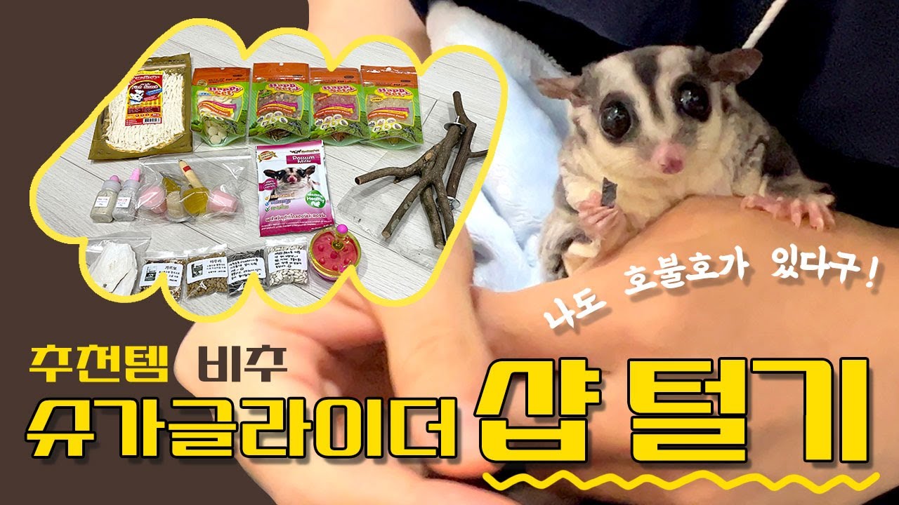 슈가글라이더 먹이,용품 샵 털기!!🛒 추천템, 필수템, 비추템
