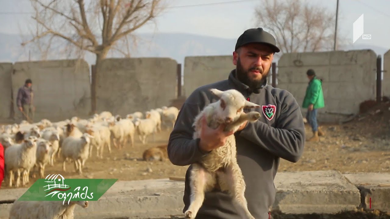 #ფერმა როგორ იქცა მეცხვარედ თბილისელი ბიჭი