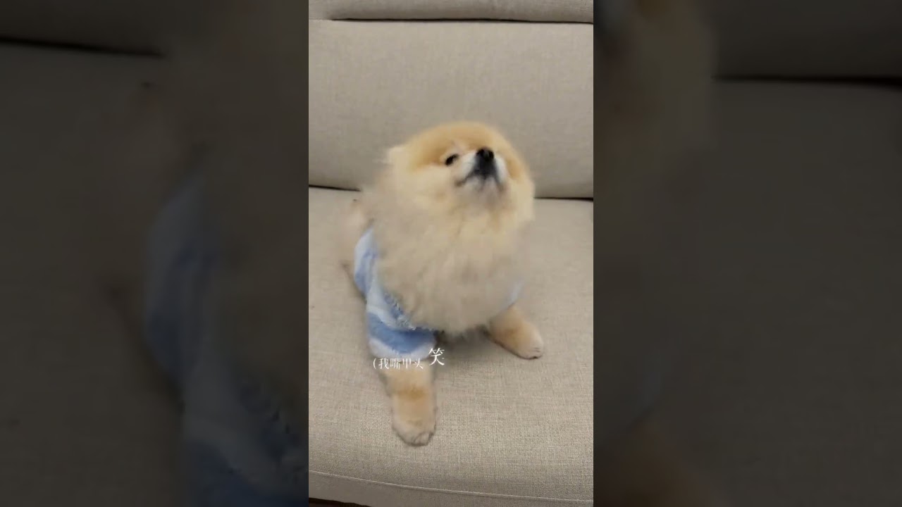 I heard that the song Big Flower Sedan Chair Dance Pure Enjoyment Version has been very po