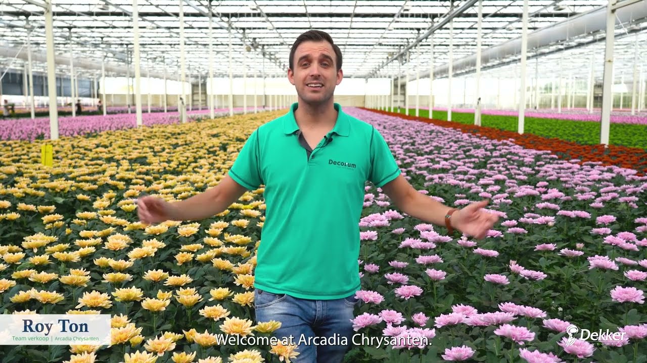 Arcadia Chrysanten in the picture!
