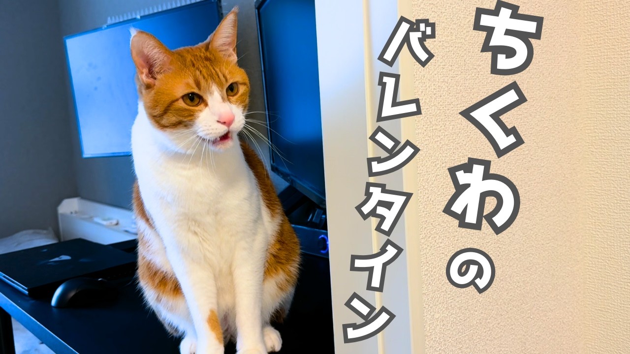 おしゃべり猫と過ごすバレンタインVlog