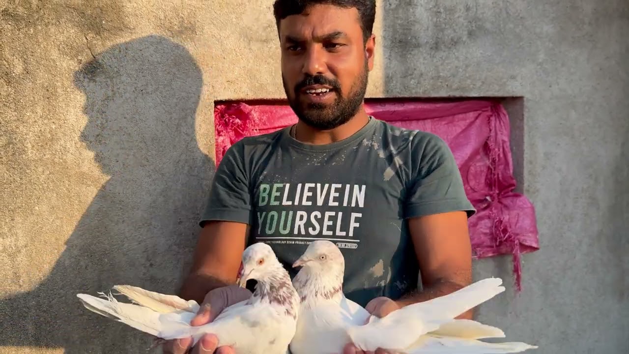 Top quality full guarantee malwai shok kare @ ঘরের কিছু টপ কোয়ালি মালবাই জোড়া 🕊️❤️ @ 9477367779