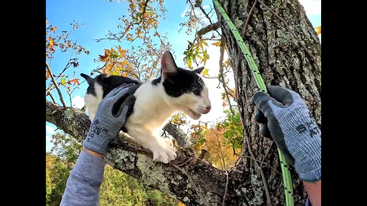 Isaiah's Rescue