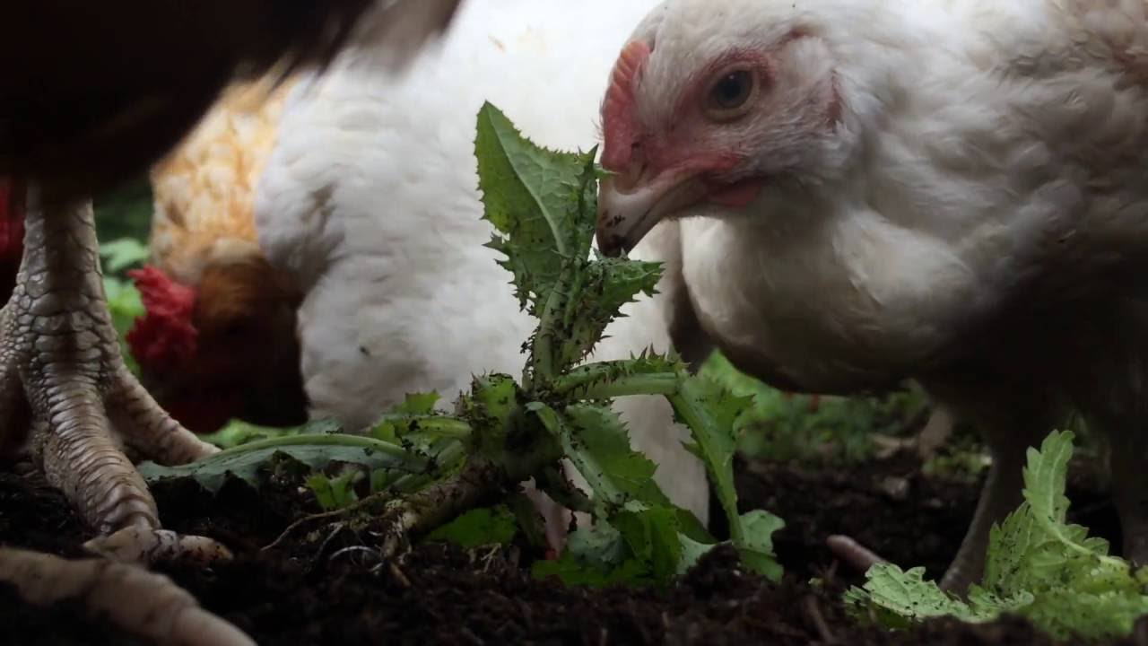 Chickens eat ant larvae