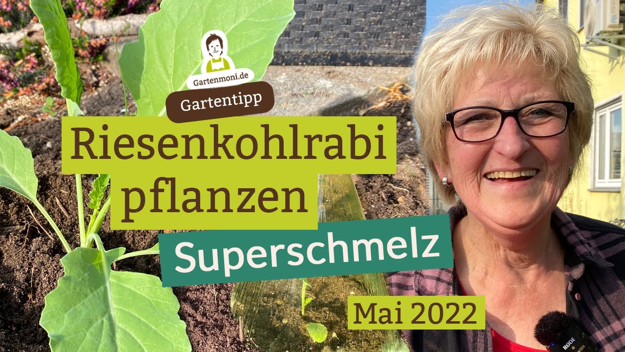 2 von 10... Selbstgezogenen Riesenkohlrabi Superschmelz pflanzen - So groß kann er werden