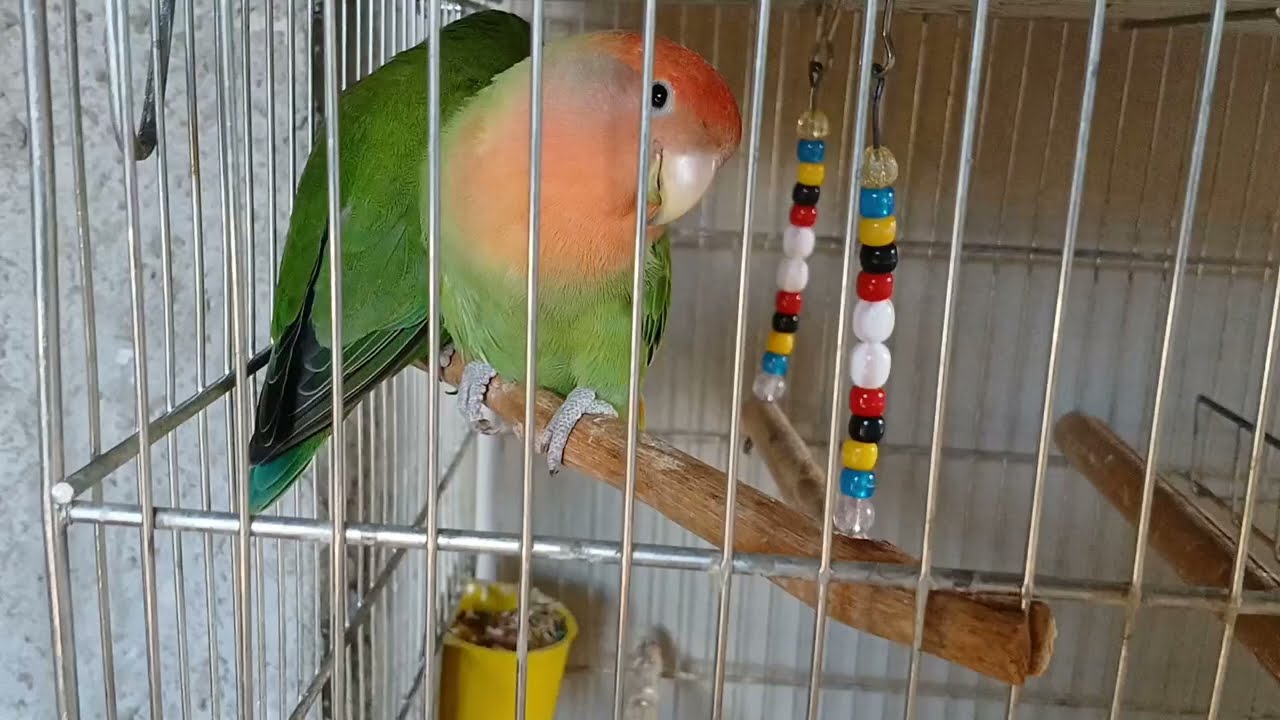 Agapornis 