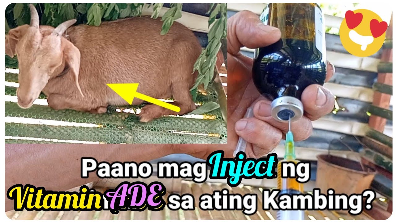 『How to Inject  Vitamins ADE to a goat?』〘To enhance our goat's health〙