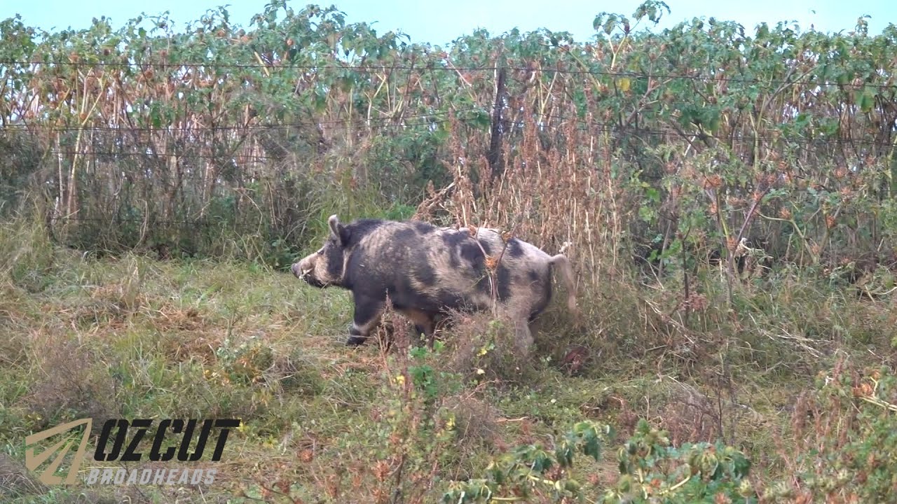 Bowhunting Rutting Boars - 2 Boars In Seconds