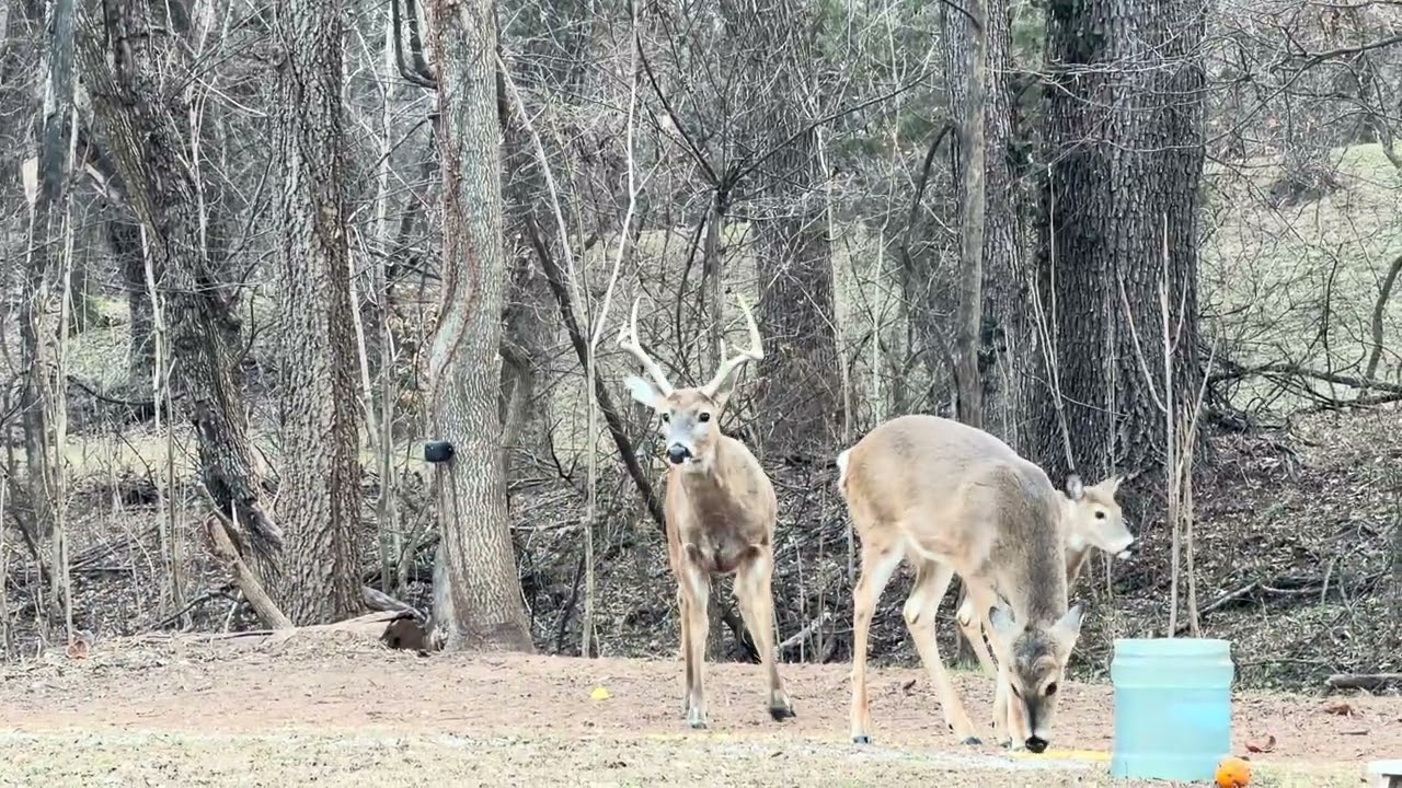 Whitetail Buck And Doe Hang Out On 1/4/26! 