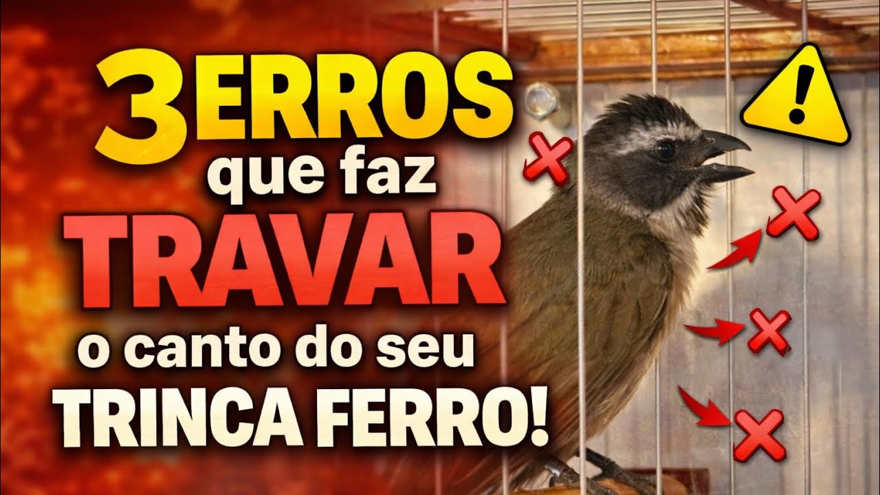 3 ERROS QUE VAI TRAVAR O CANTO DO SEU TRINCA FERRO